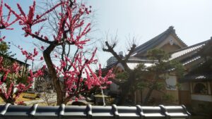 大蔵院　桃の花